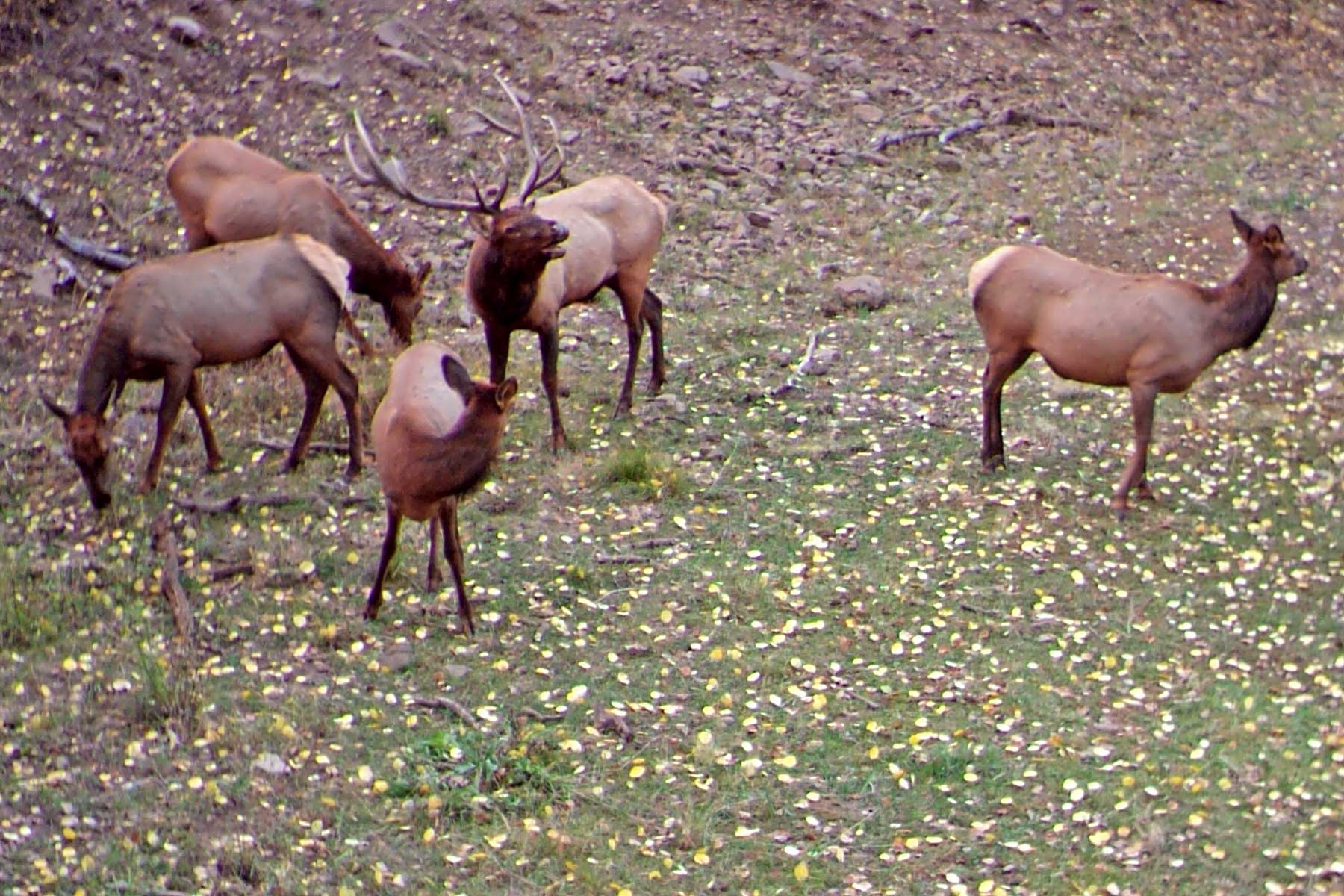 Woodchuck Mountain Ranch property picture 51 of 68