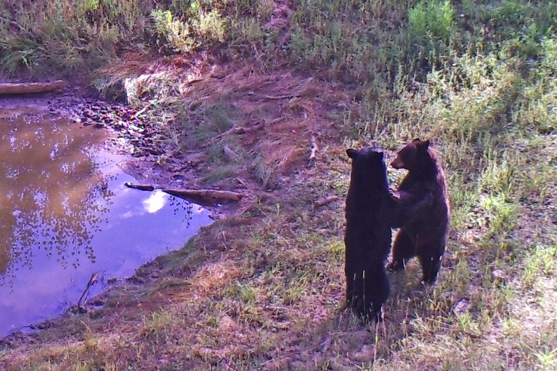 Woodchuck Mountain Ranch property picture 68 of 68