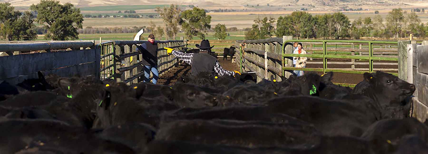 Dancing Wind Ranch property picture 131 of 137