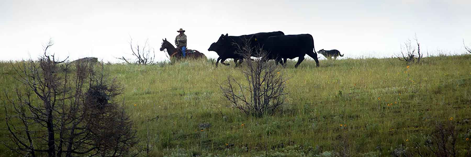 Dancing Wind Ranch property picture 128 of 137