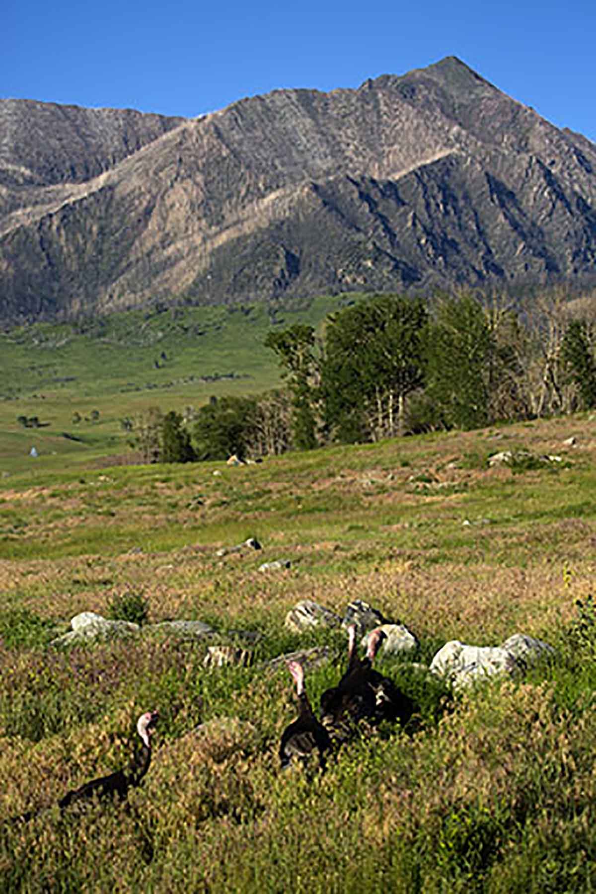 Dancing Wind Ranch property picture 122 of 137