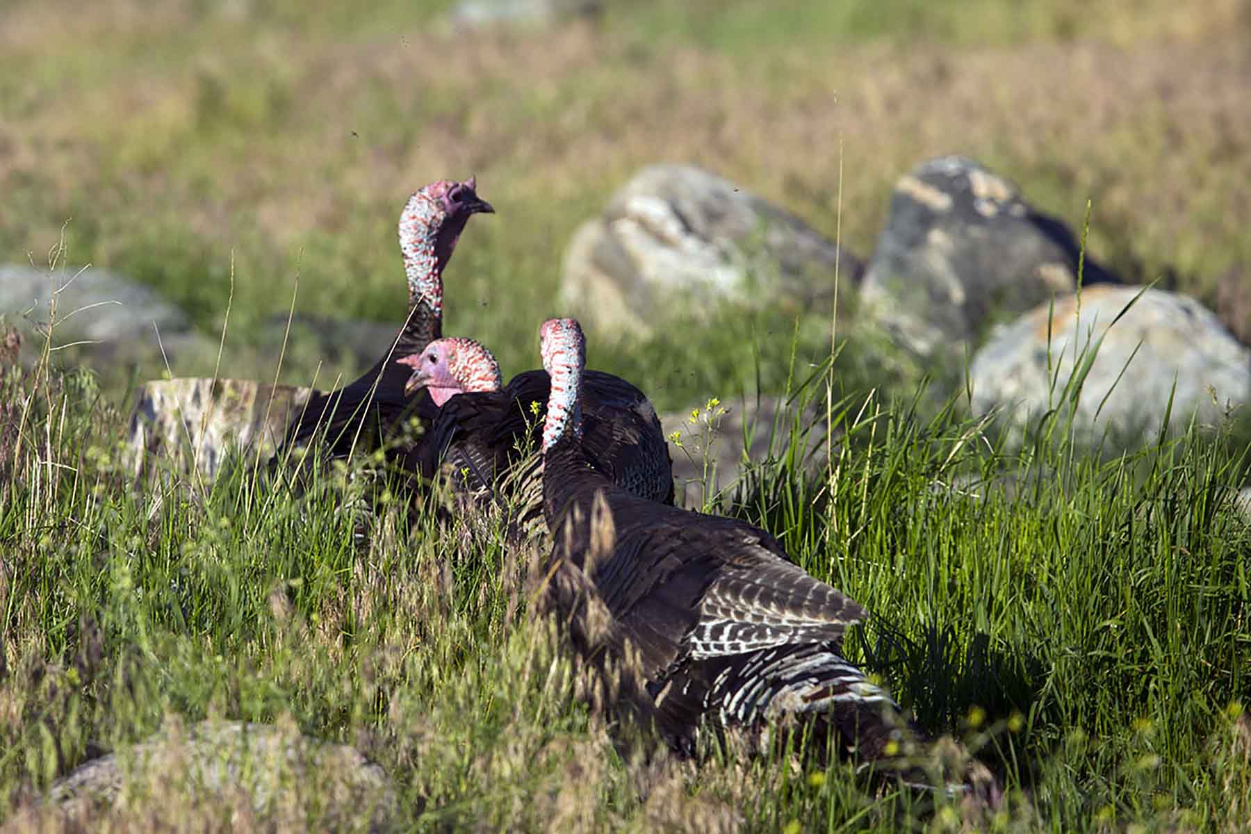 Dancing Wind Ranch property picture 121 of 137