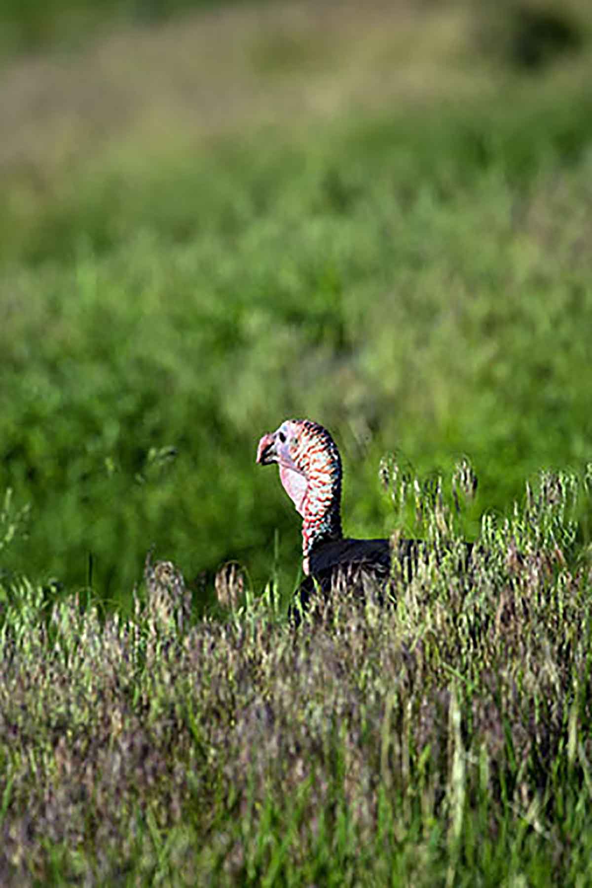 Dancing Wind Ranch property picture 120 of 137