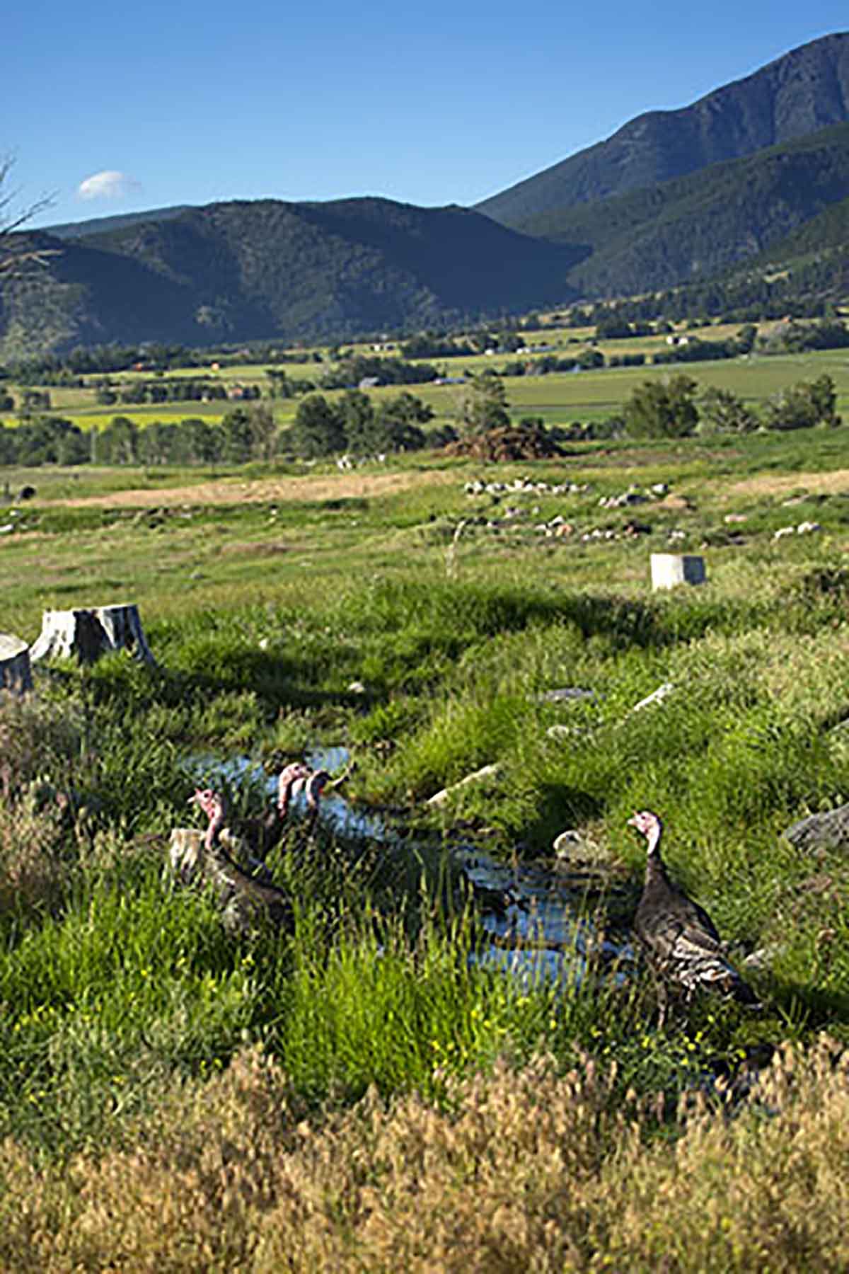 Dancing Wind Ranch property picture 119 of 137