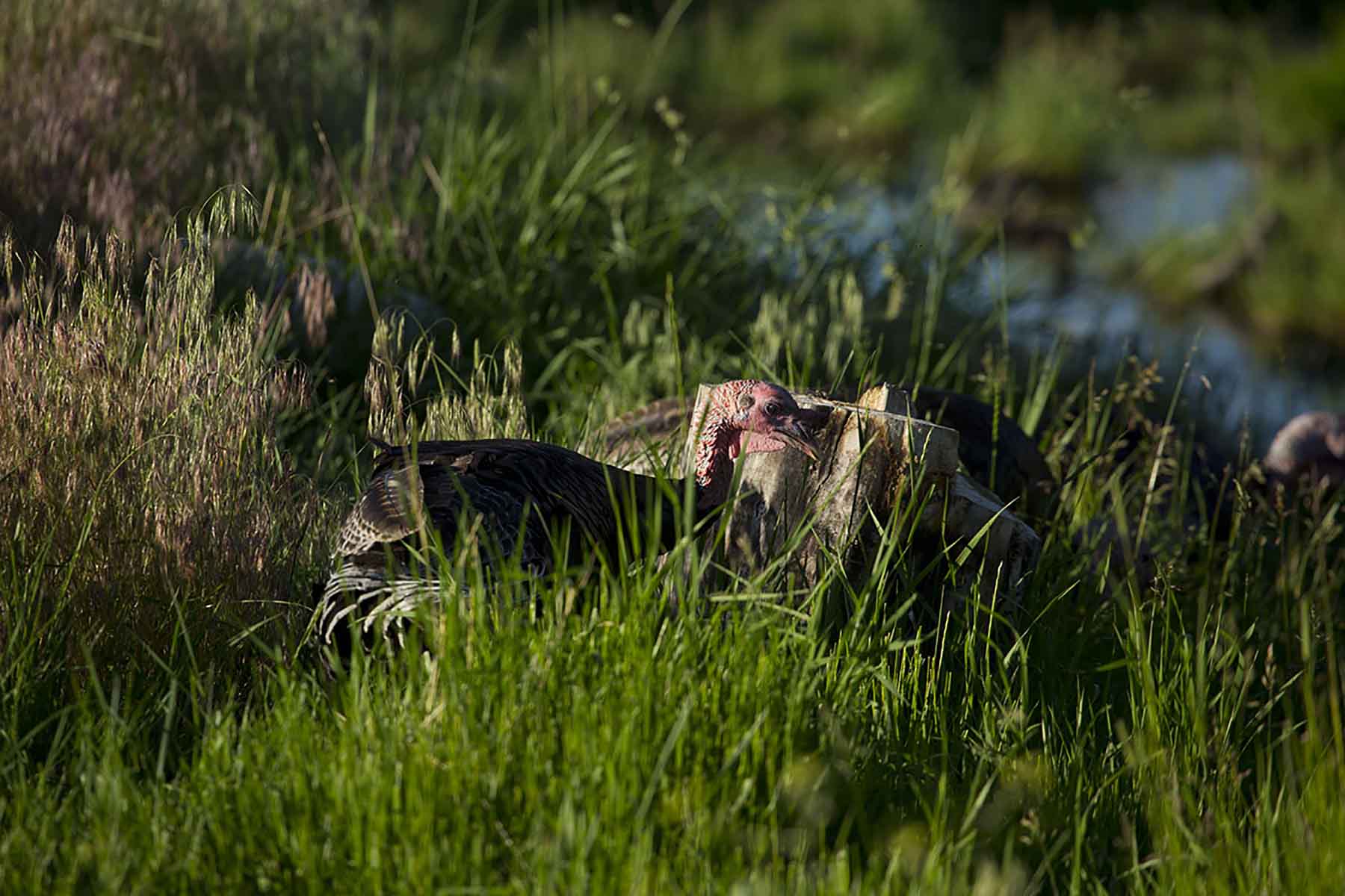 Dancing Wind Ranch property picture 118 of 137