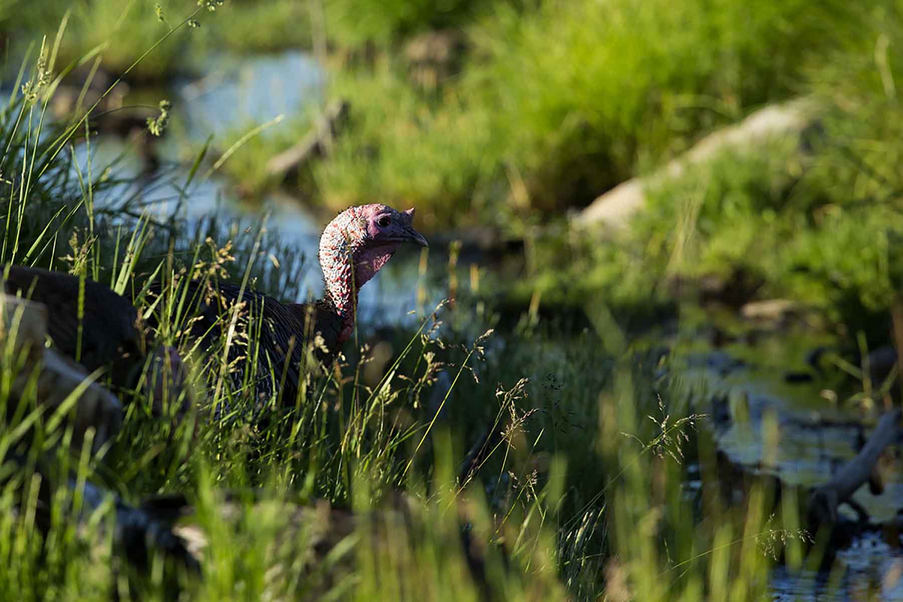 Dancing Wind Ranch property picture 117 of 137