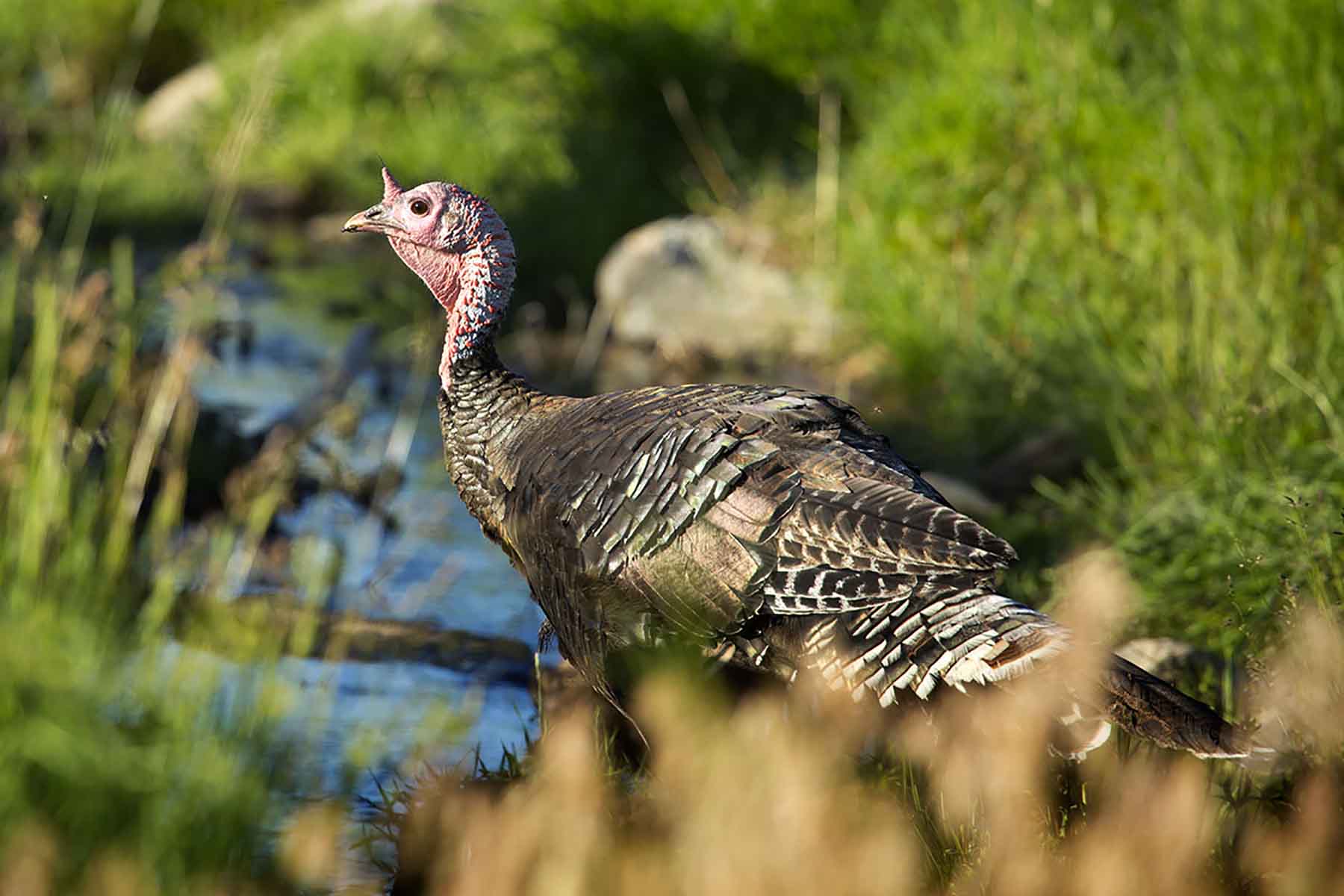 Dancing Wind Ranch property picture 116 of 137
