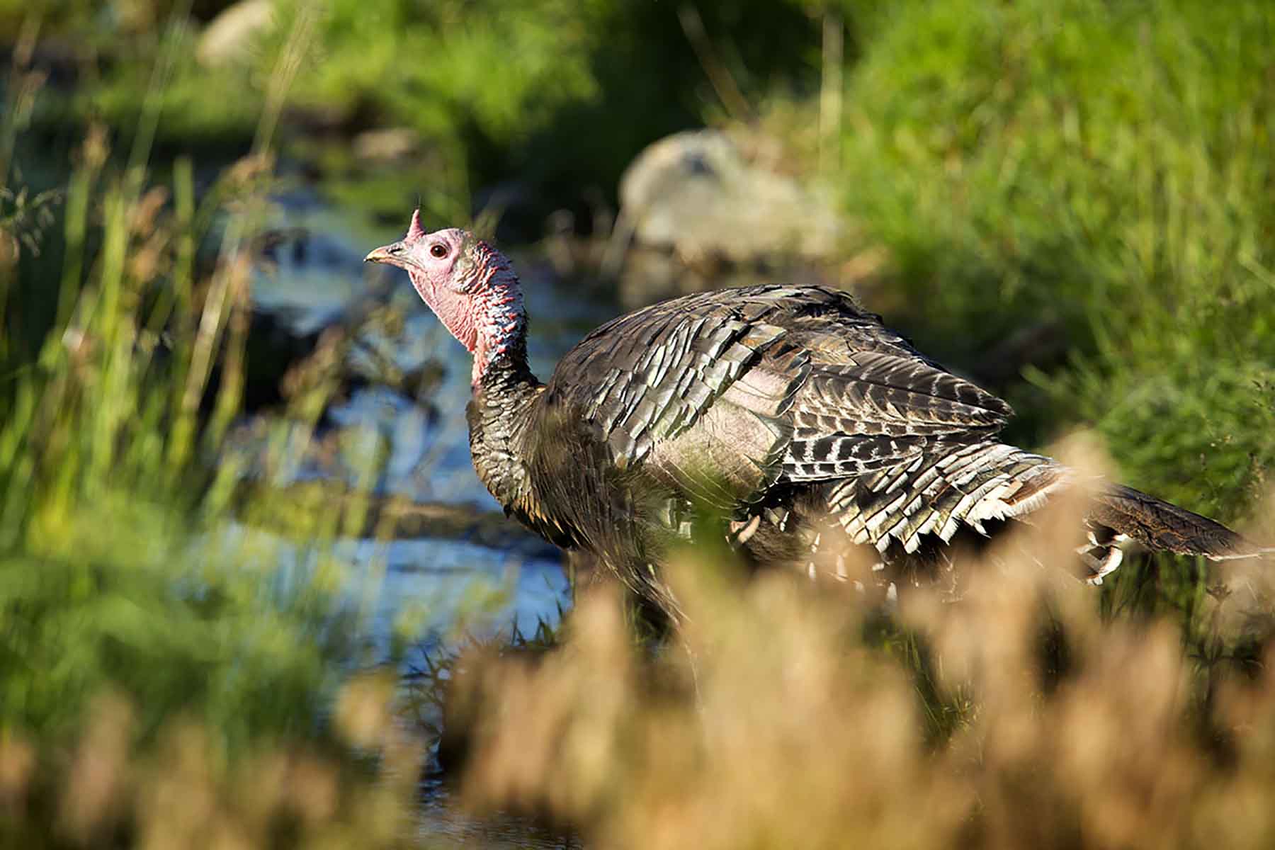 Dancing Wind Ranch property picture 115 of 137