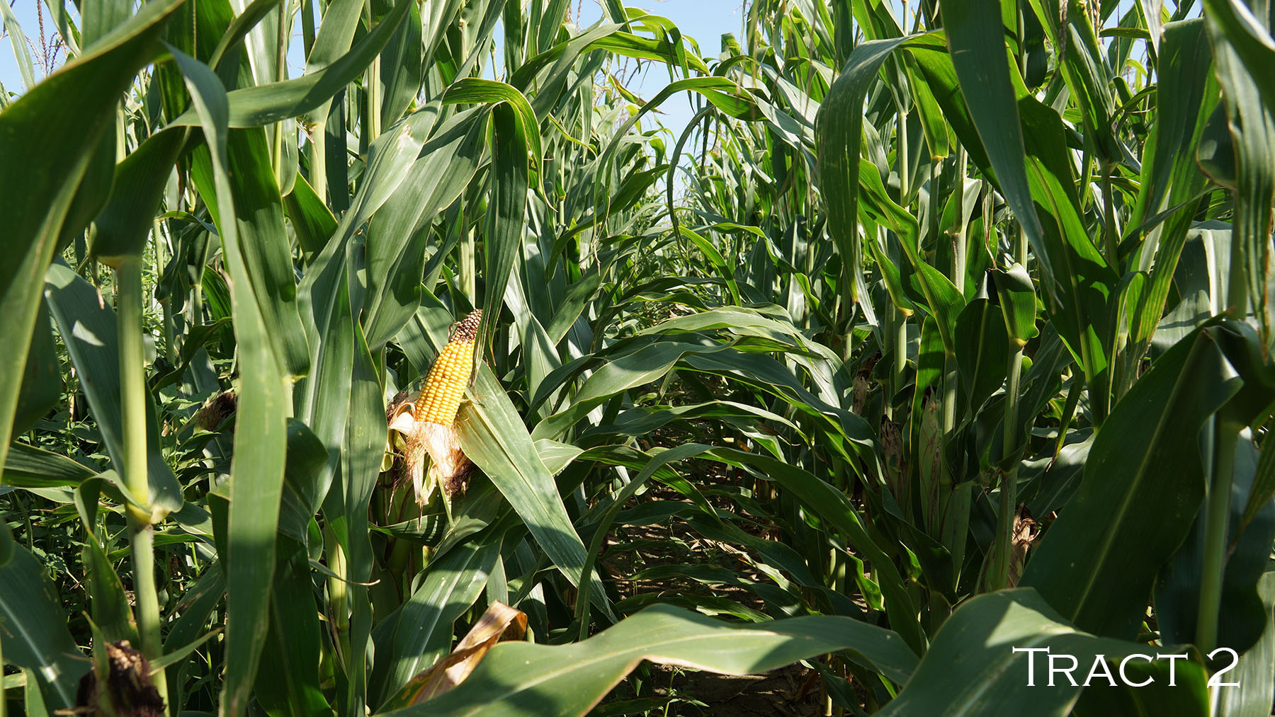 Yaggy Plantation property picture 41 of 54