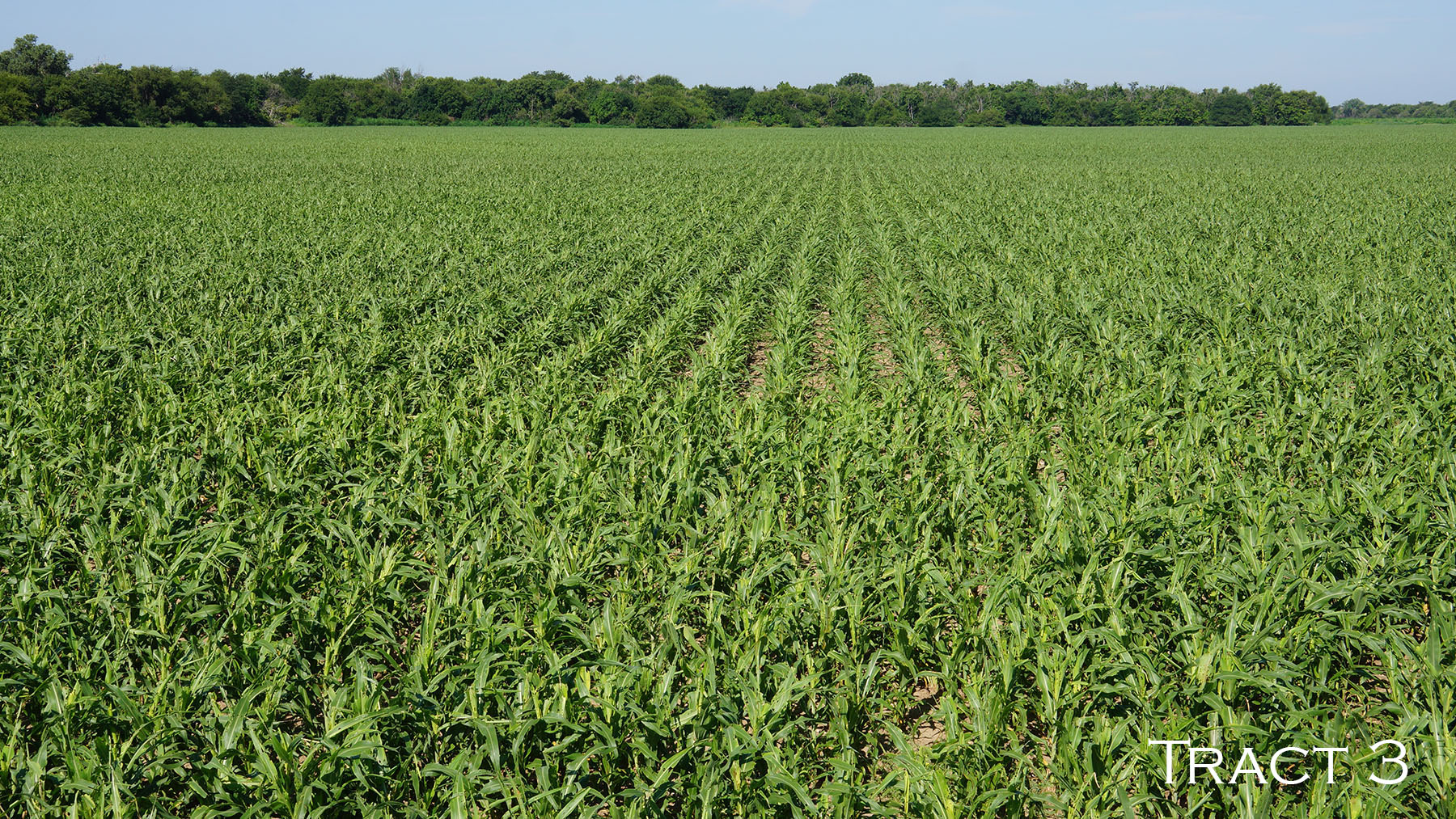 Yaggy Plantation property picture 47 of 54