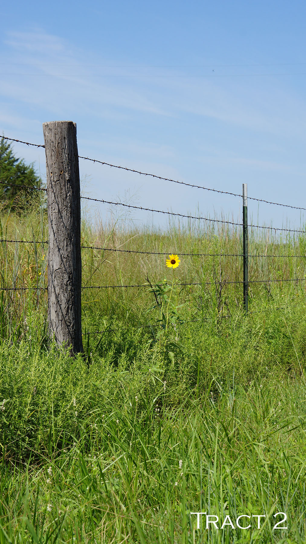 Yaggy Plantation property picture 43 of 54
