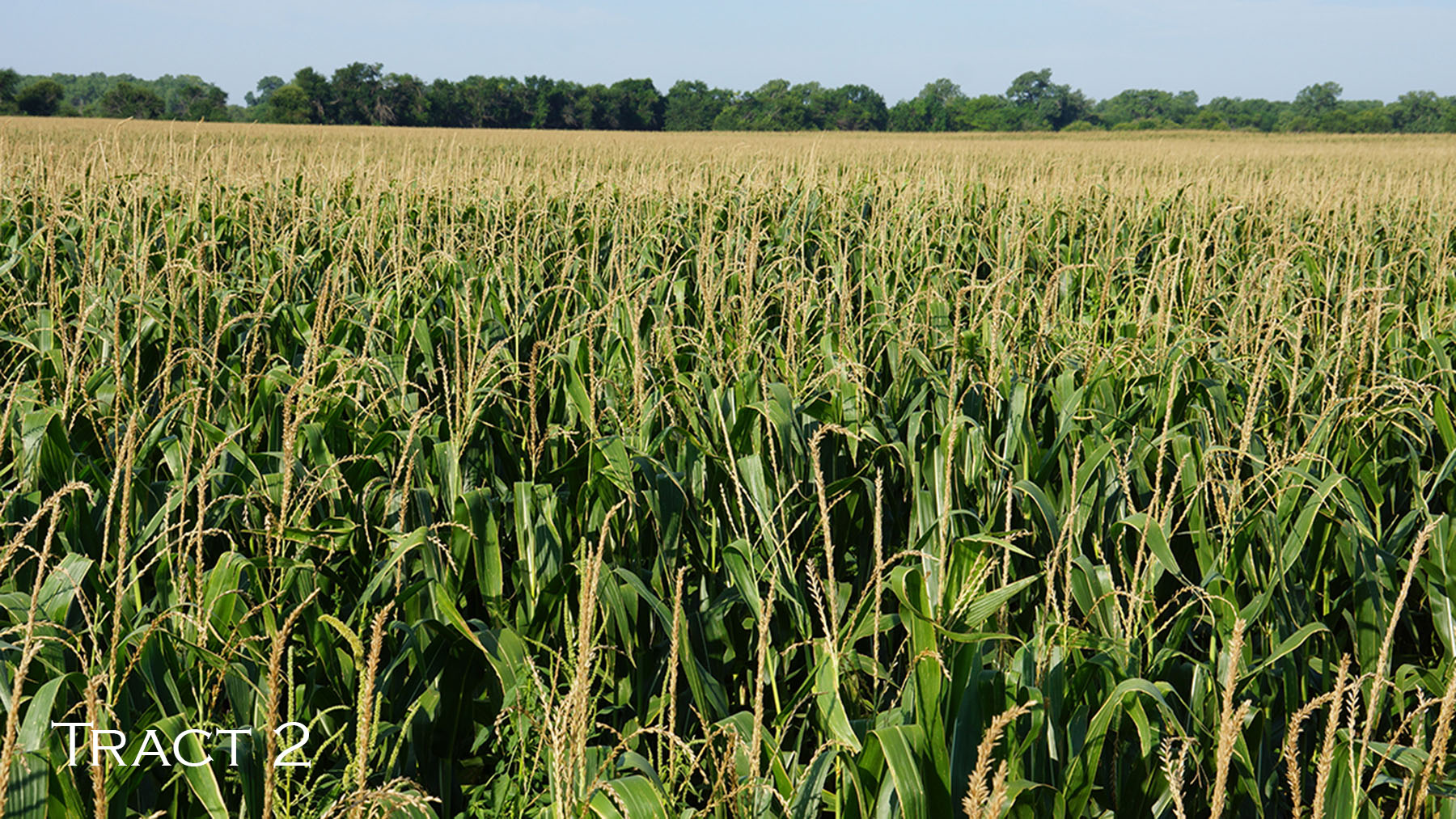 Yaggy Plantation property picture 42 of 54