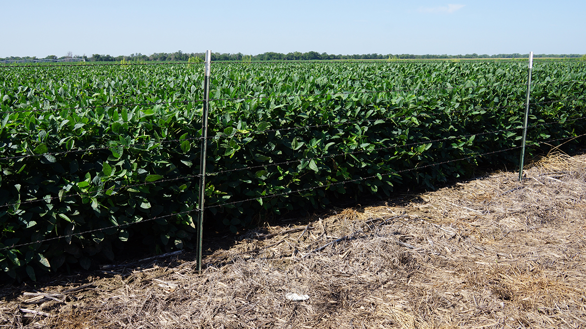 Yaggy Plantation property picture 6 of 54