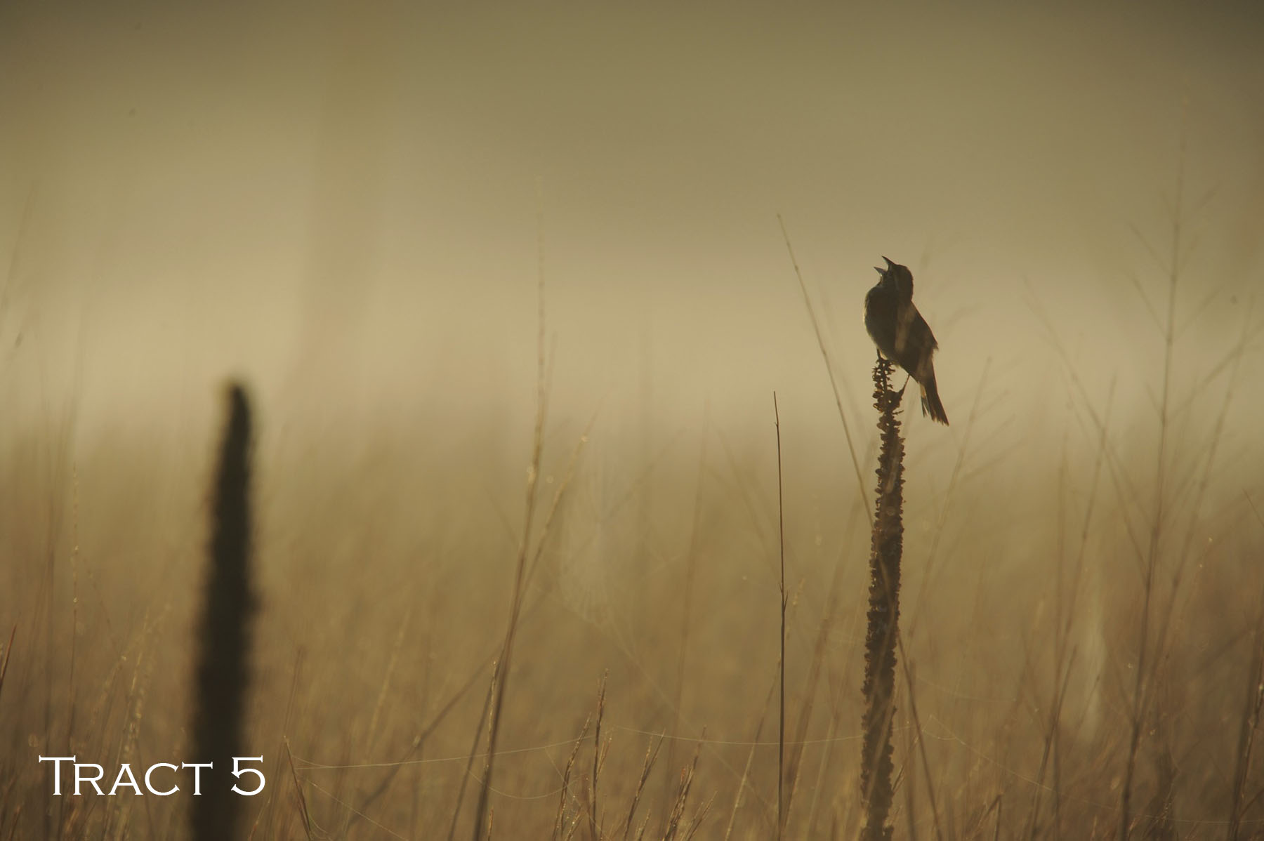 Yaggy Plantation property picture 14 of 54