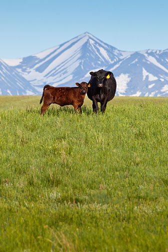 Cayuse Creek Ranch property picture 8 of 10