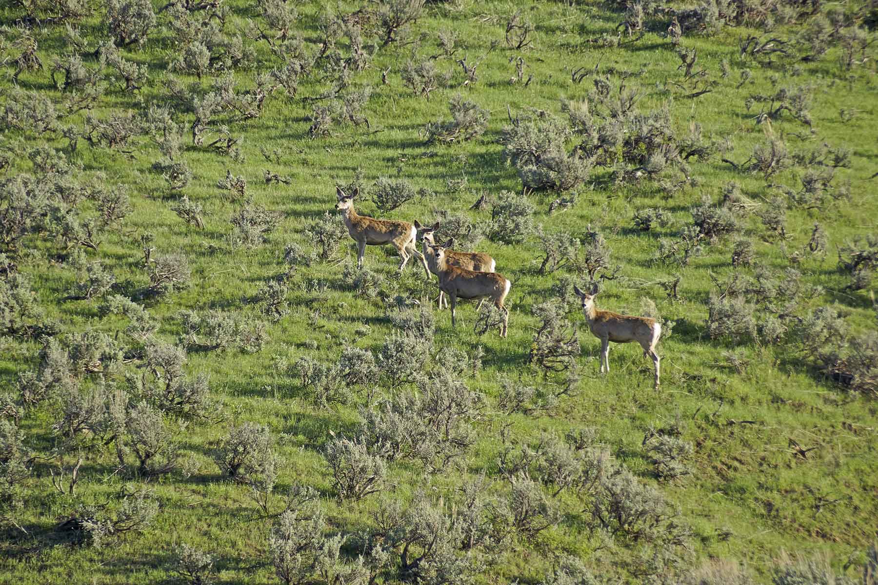 Frentress Ranch property picture 2 of 27