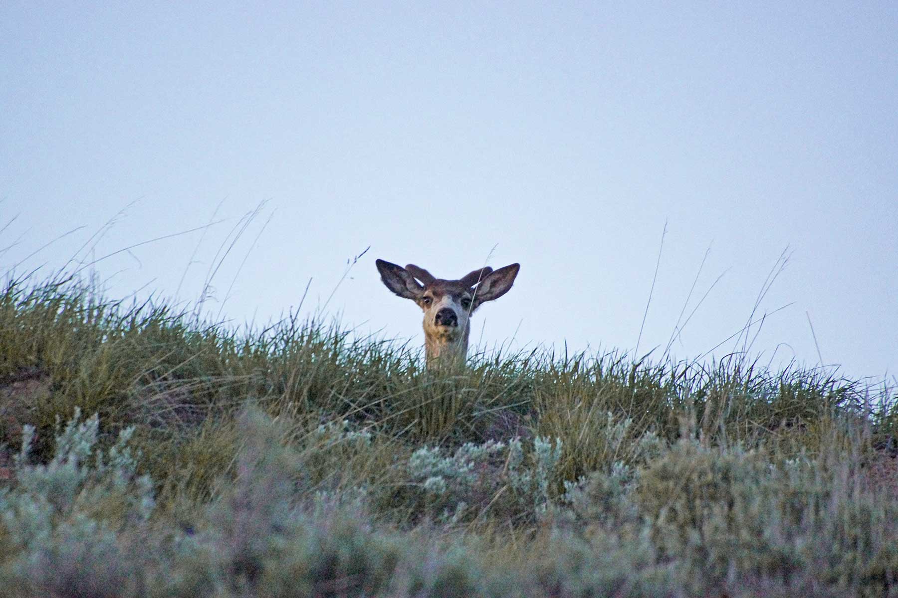 Frentress Ranch property picture 6 of 27