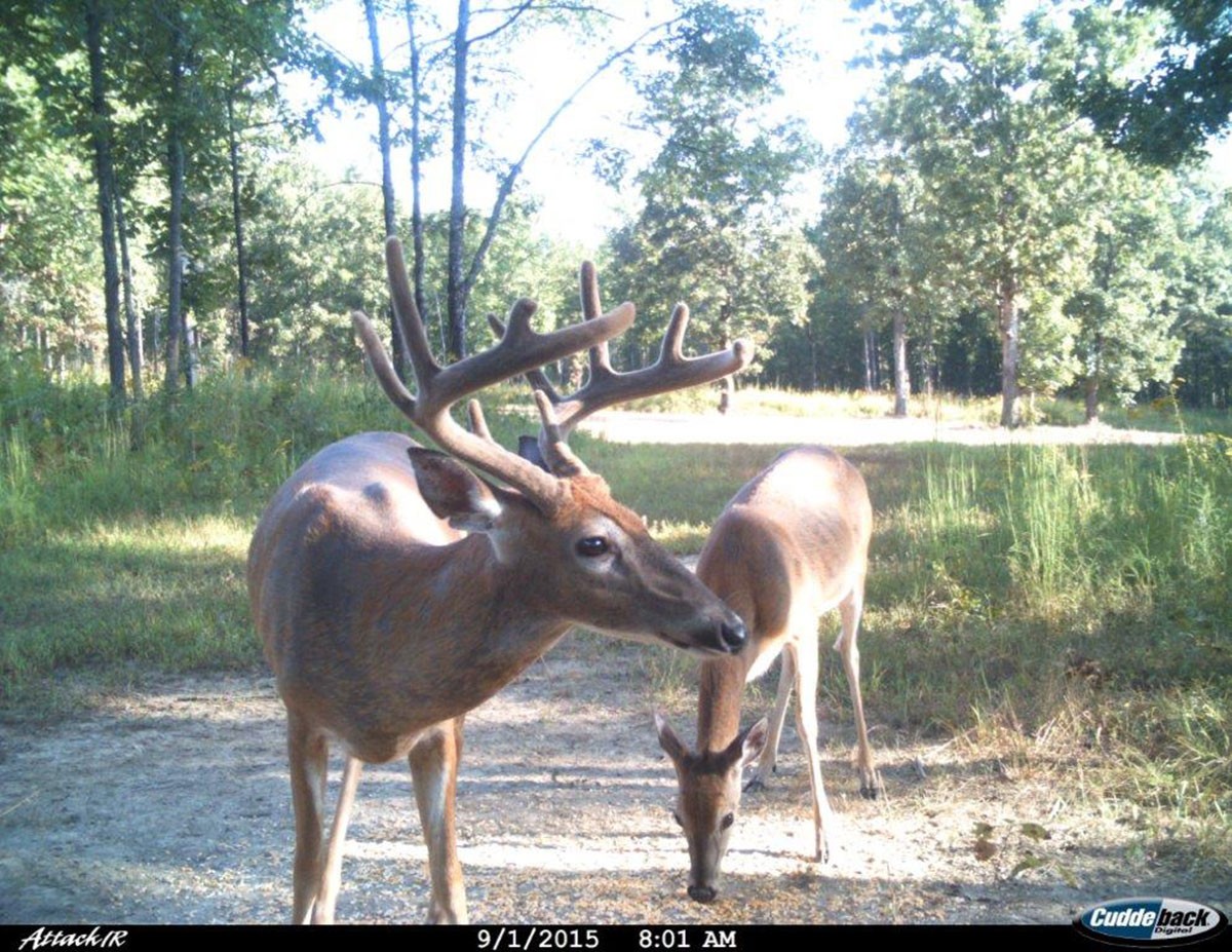 Meadow Creek property picture 61 of 83