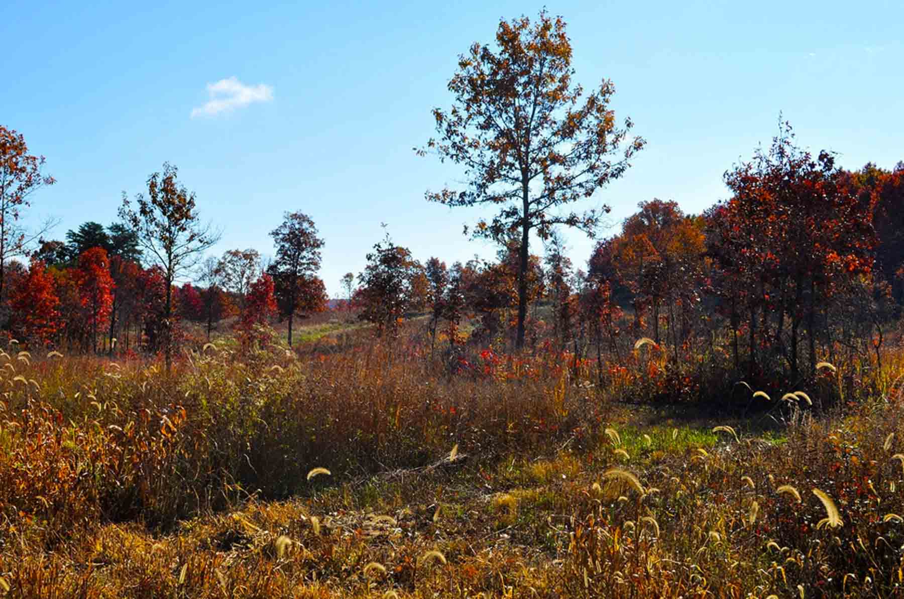 Meadow Creek property picture 3 of 83