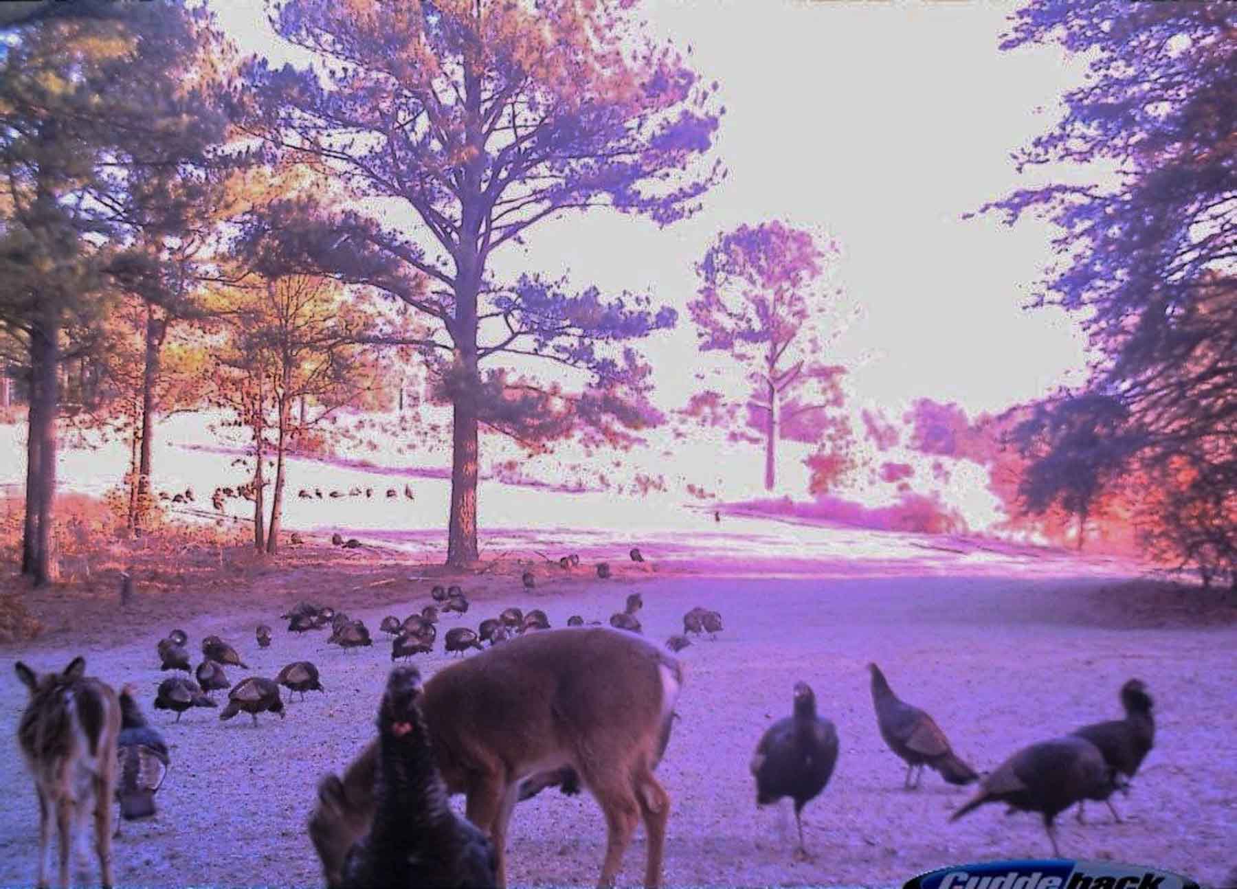 Meadow Creek property picture 6 of 83