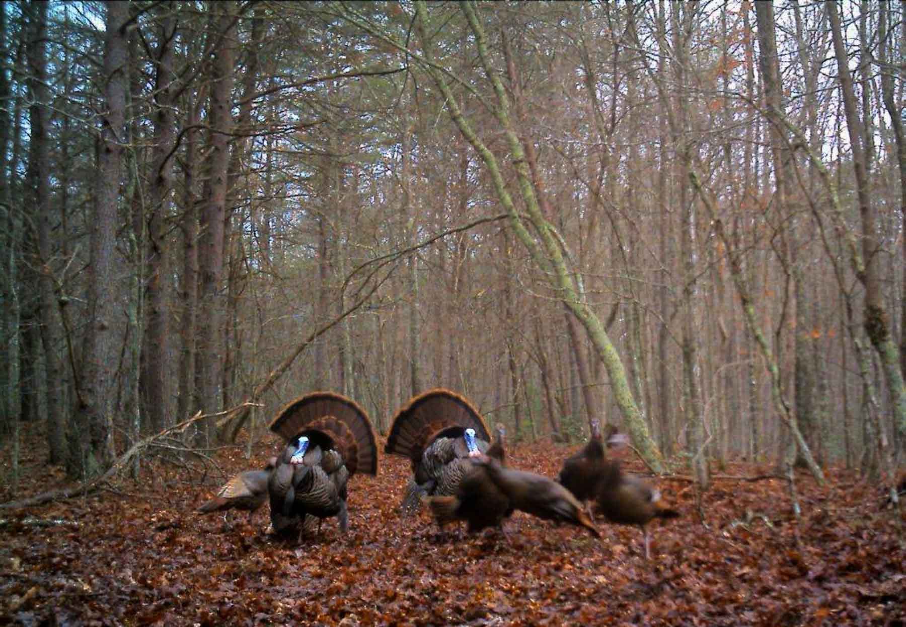 Meadow Creek property picture 7 of 83