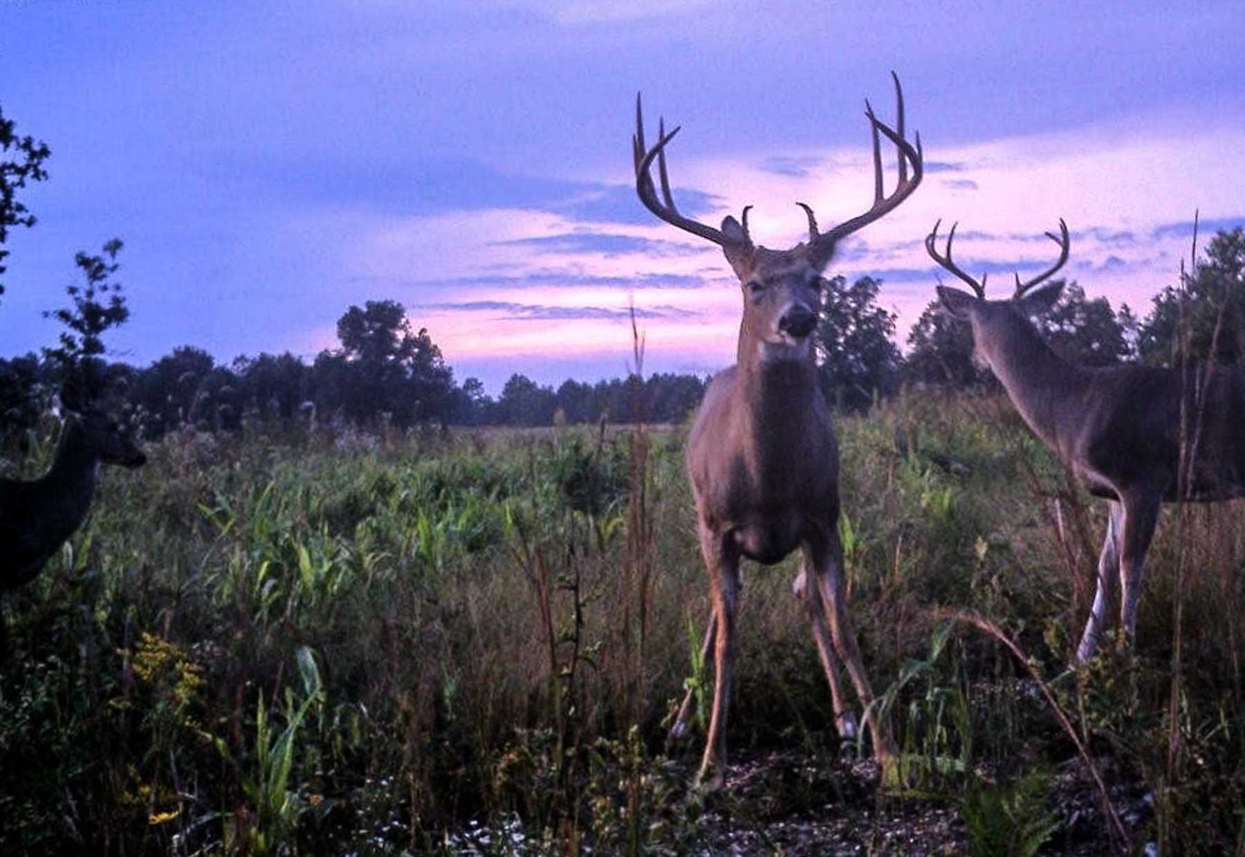 Meadow Creek property picture 46 of 83