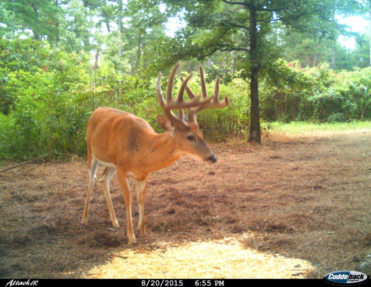 Meadow Creek property picture 58 of 83