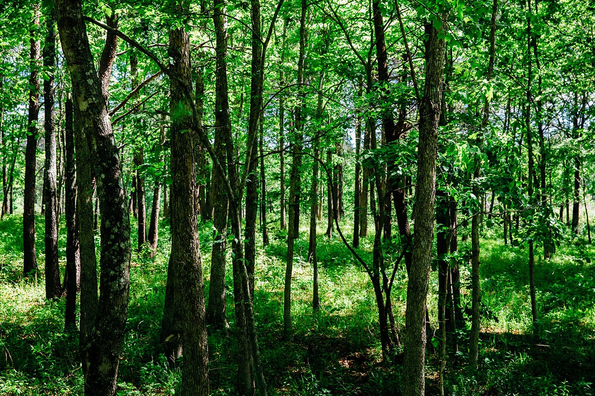 Meadow Creek property picture 24 of 83