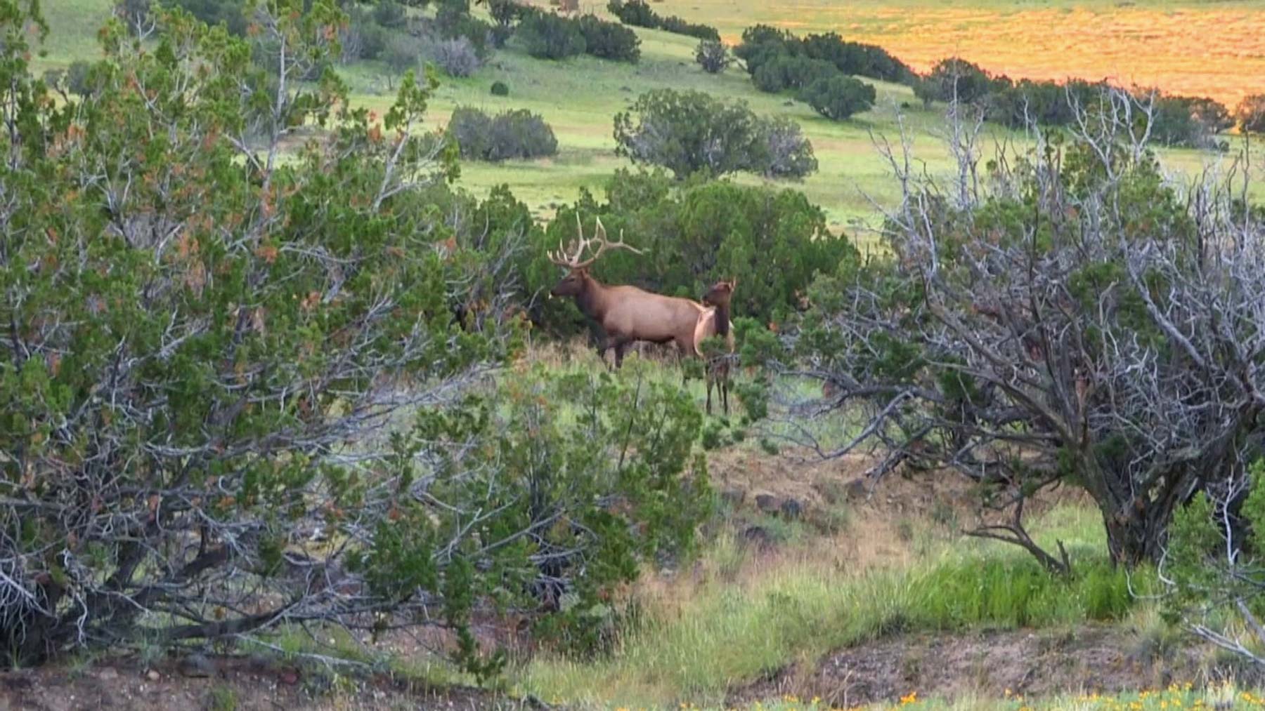 Canon Blanco Ranch Sold New Mexico Hall and Hall