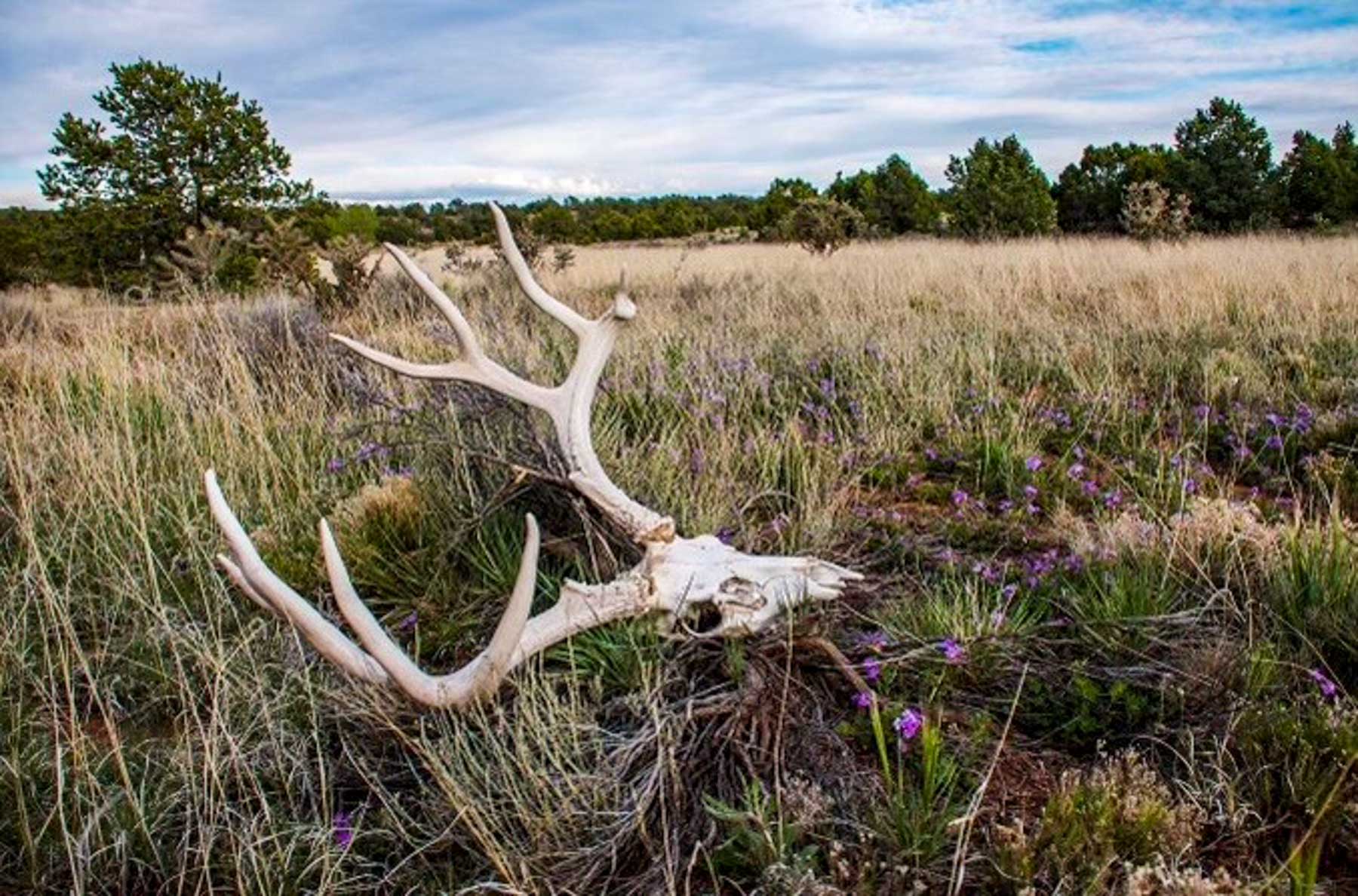 Canon Blanco Ranch property picture 106 of 120