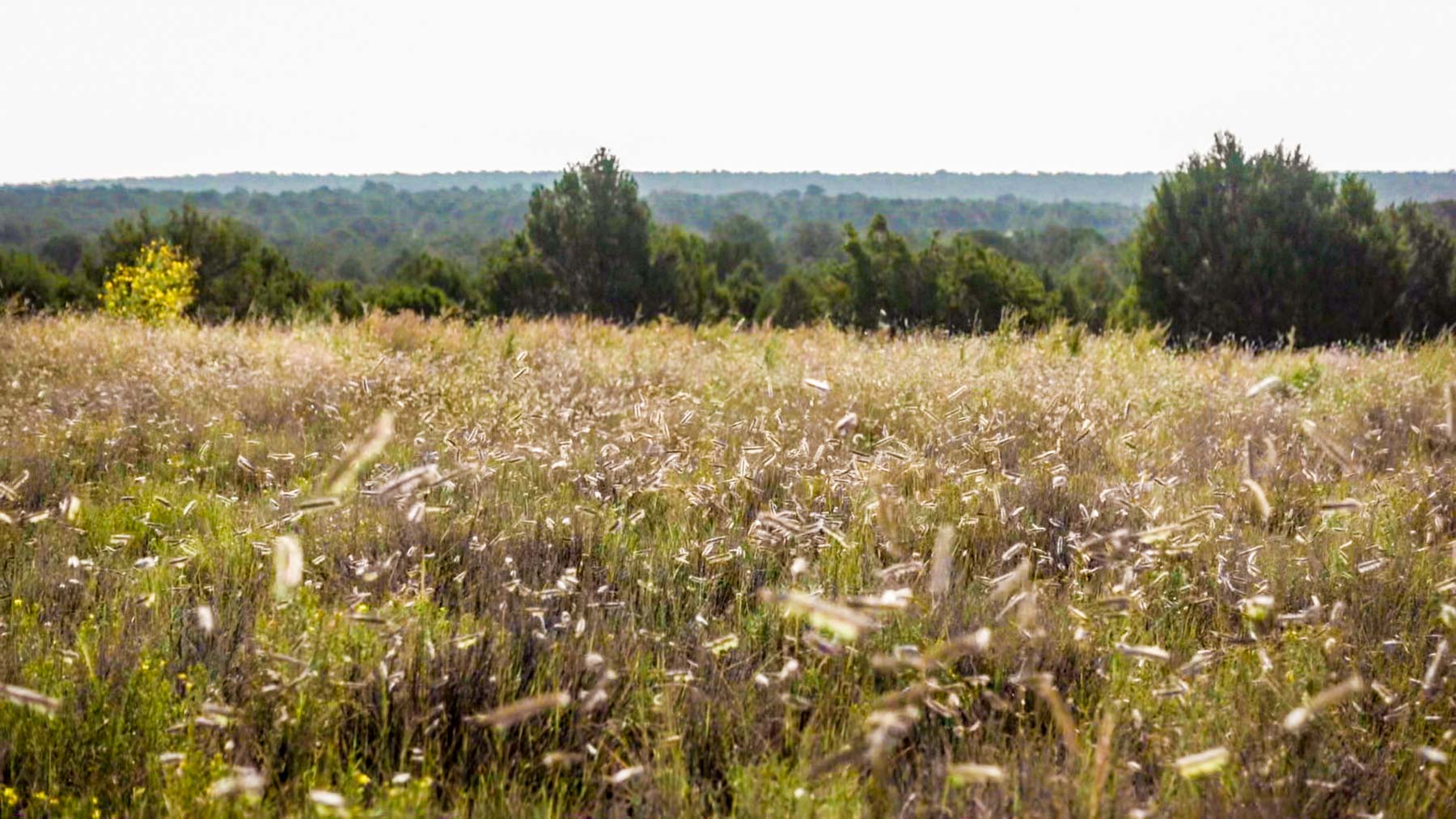 Canon Blanco Ranch property picture 90 of 120