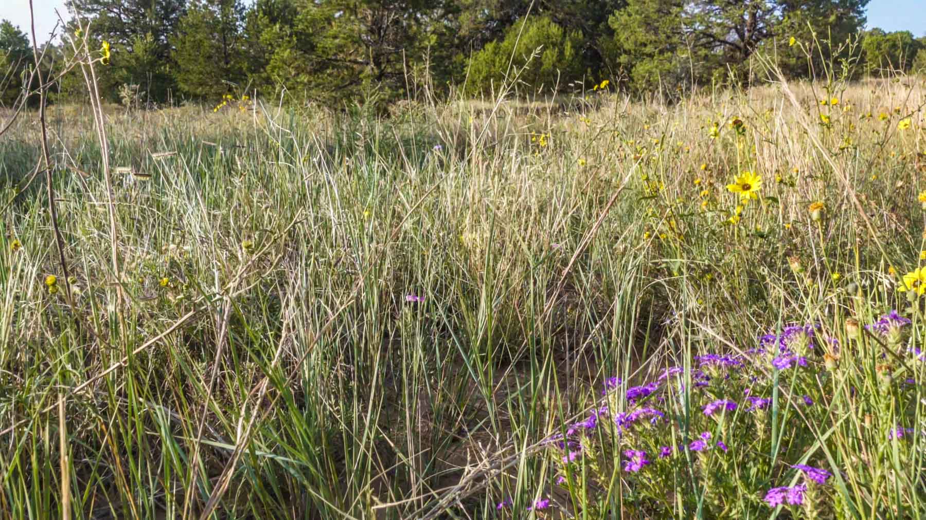 Canon Blanco Ranch property picture 82 of 120