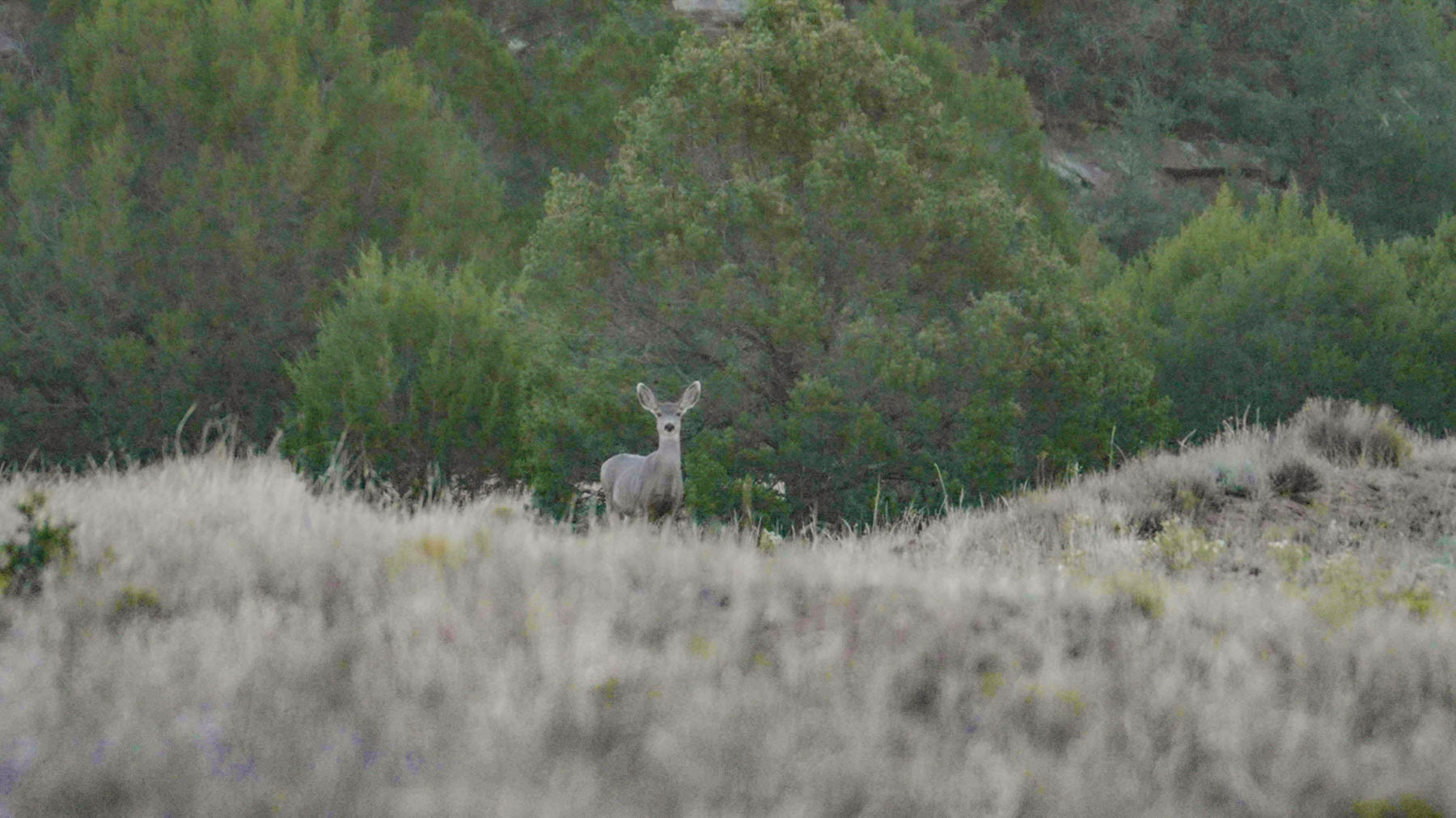 Canon Blanco Ranch property picture 86 of 120