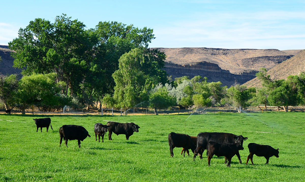 Sierra del Rio Ranch property picture 52 of 72