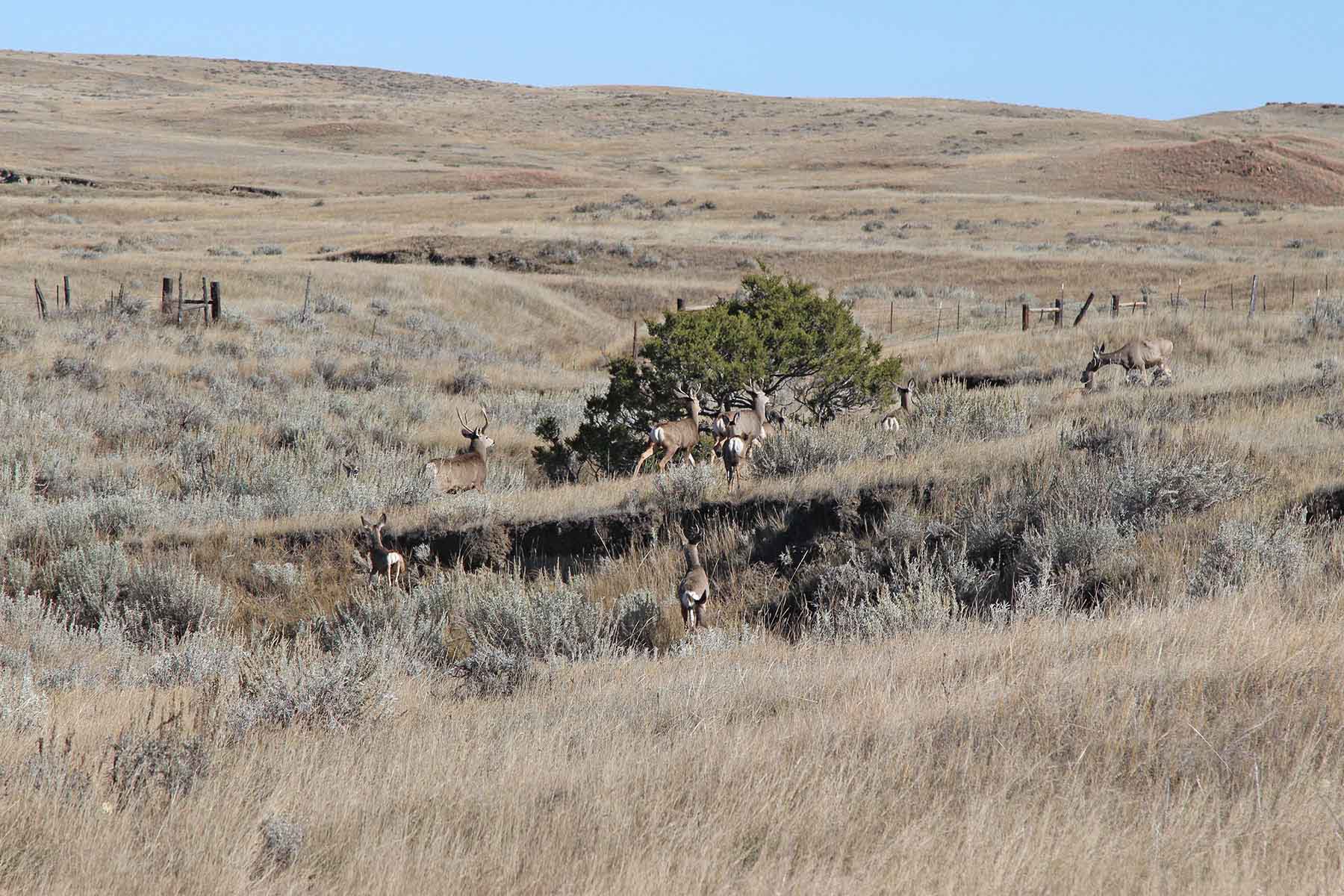 Engdahl Ranch property picture 20 of 26