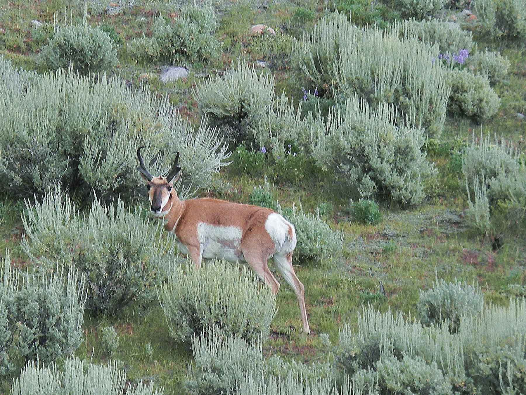 Beaver Creek Ranch property picture 41 of 68