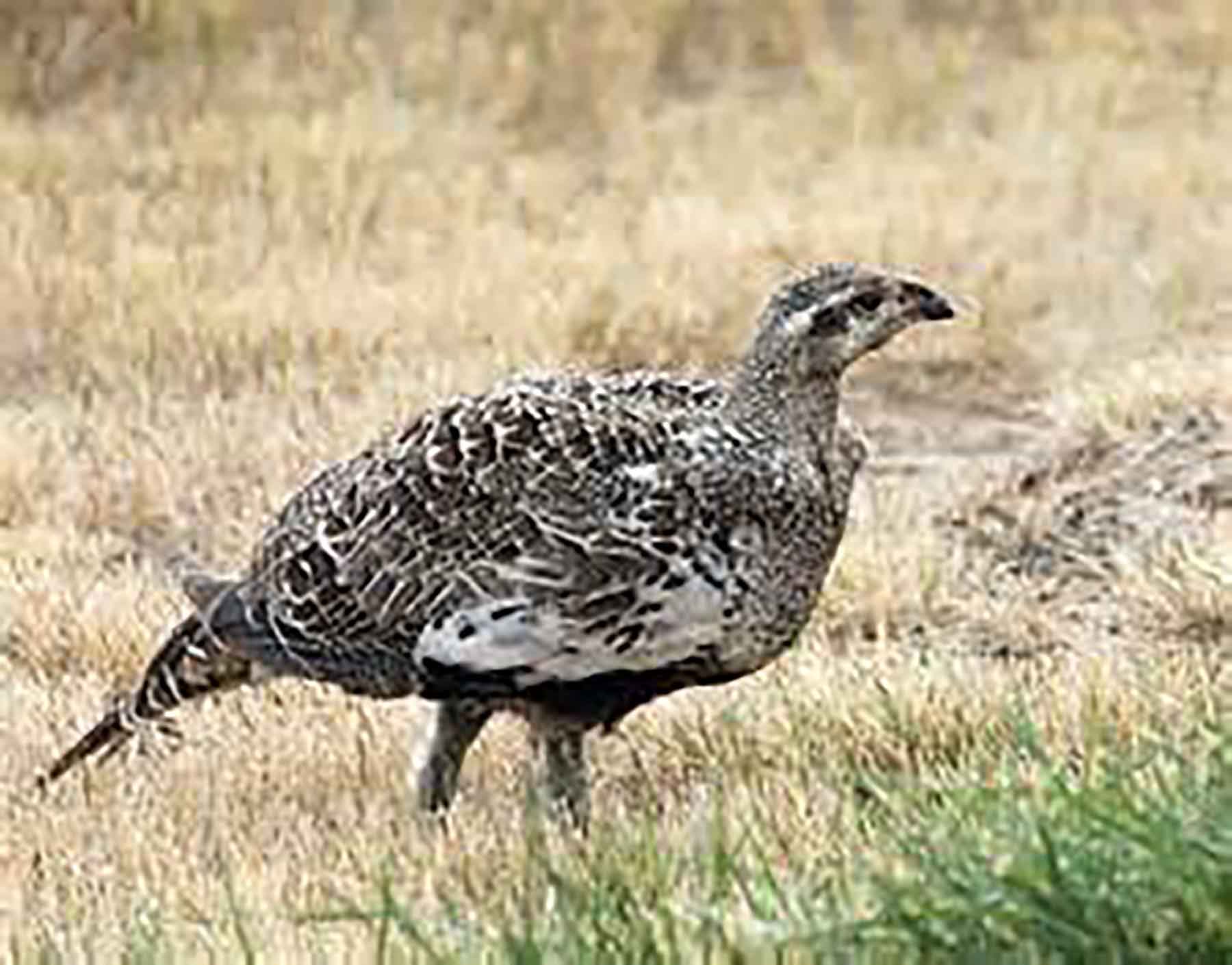 Beaver Creek Ranch property picture 29 of 68