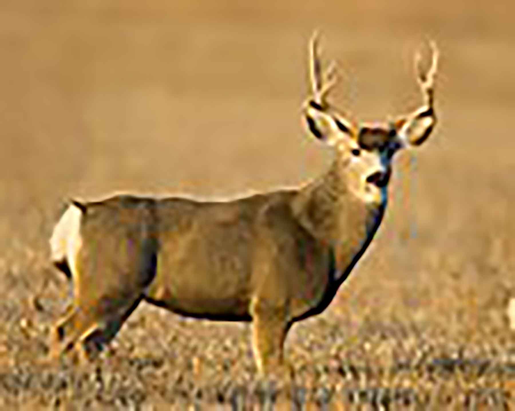 Beaver Creek Ranch property picture 30 of 68