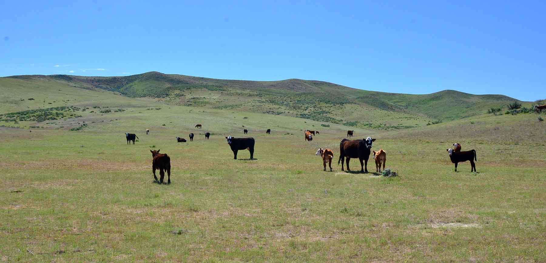 Little Willow Creek Ranch property picture 18 of 86