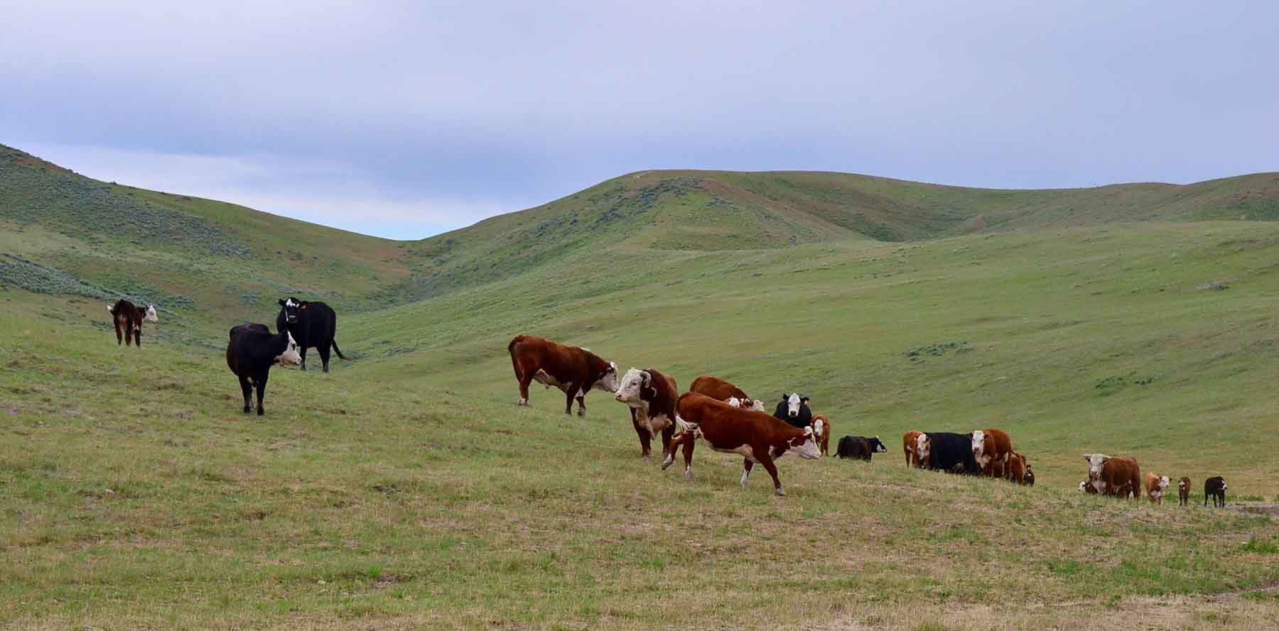 Little Willow Creek Ranch property picture 24 of 86