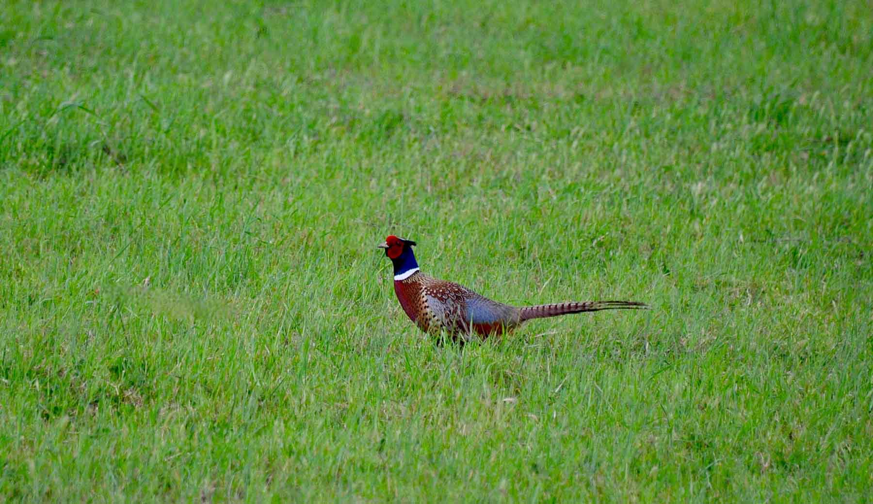 Little Willow Creek Ranch property picture 31 of 86