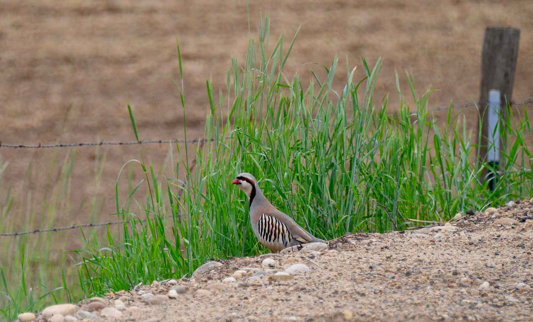 Little Willow Creek Ranch property picture 33 of 86