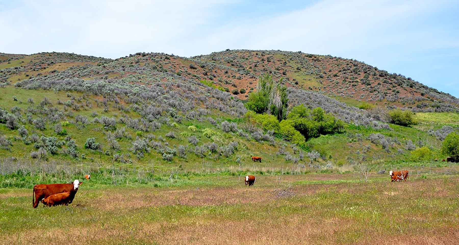 Little Willow Creek Ranch property picture 46 of 86