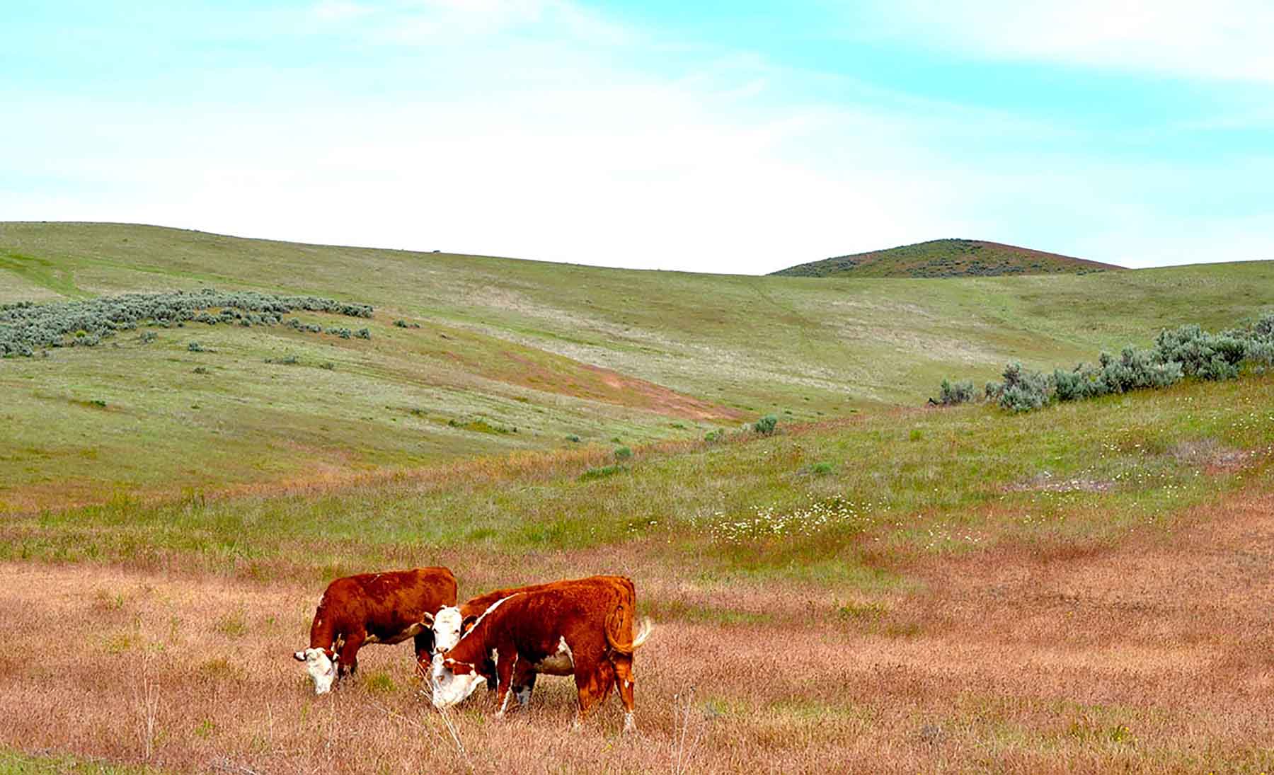 Little Willow Creek Ranch property picture 48 of 86