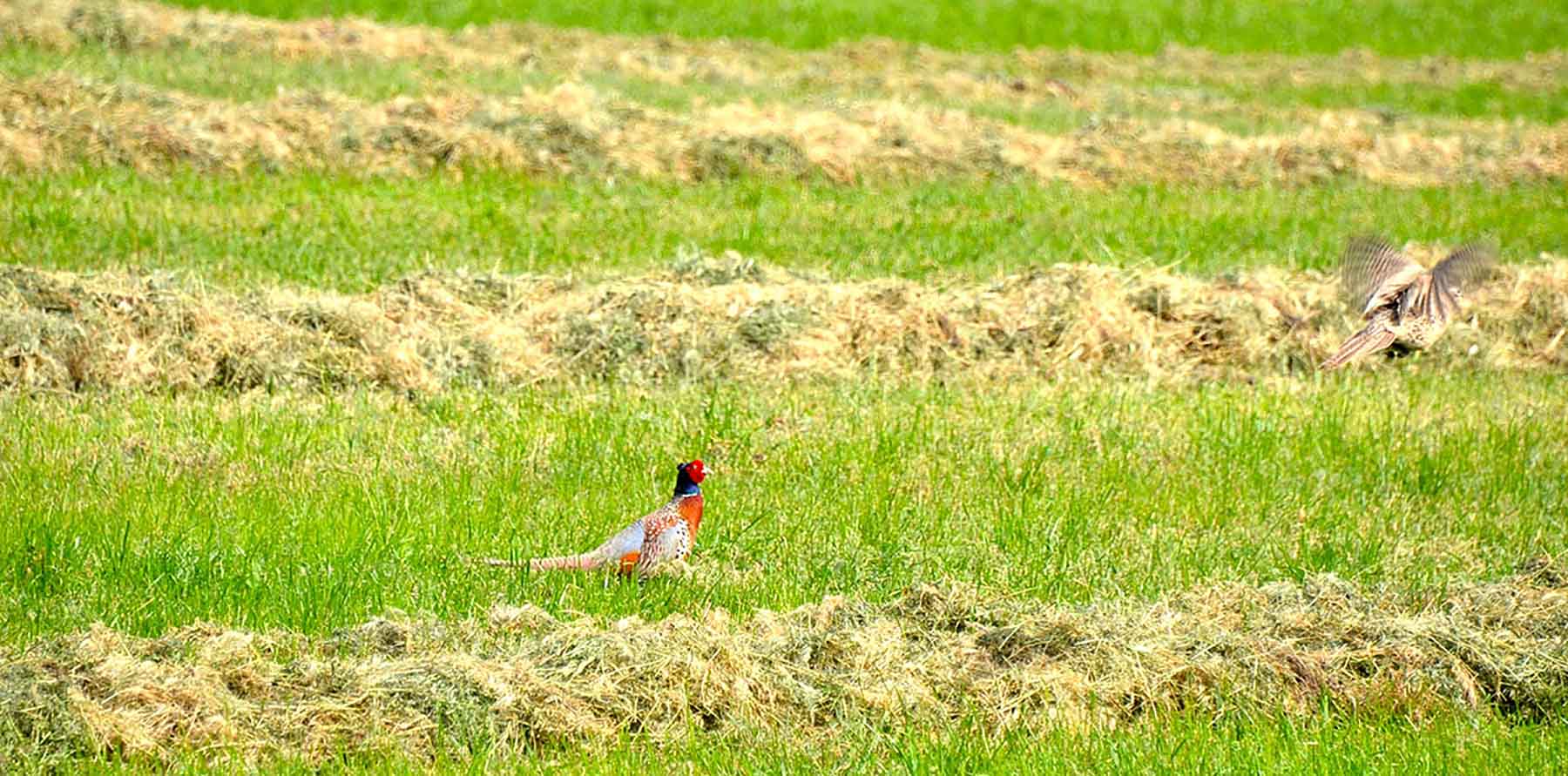 Little Willow Creek Ranch property picture 59 of 86