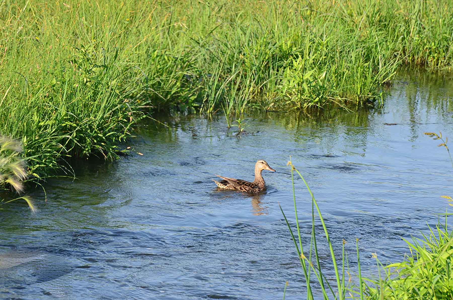 Little Willow Creek Ranch property picture 61 of 86