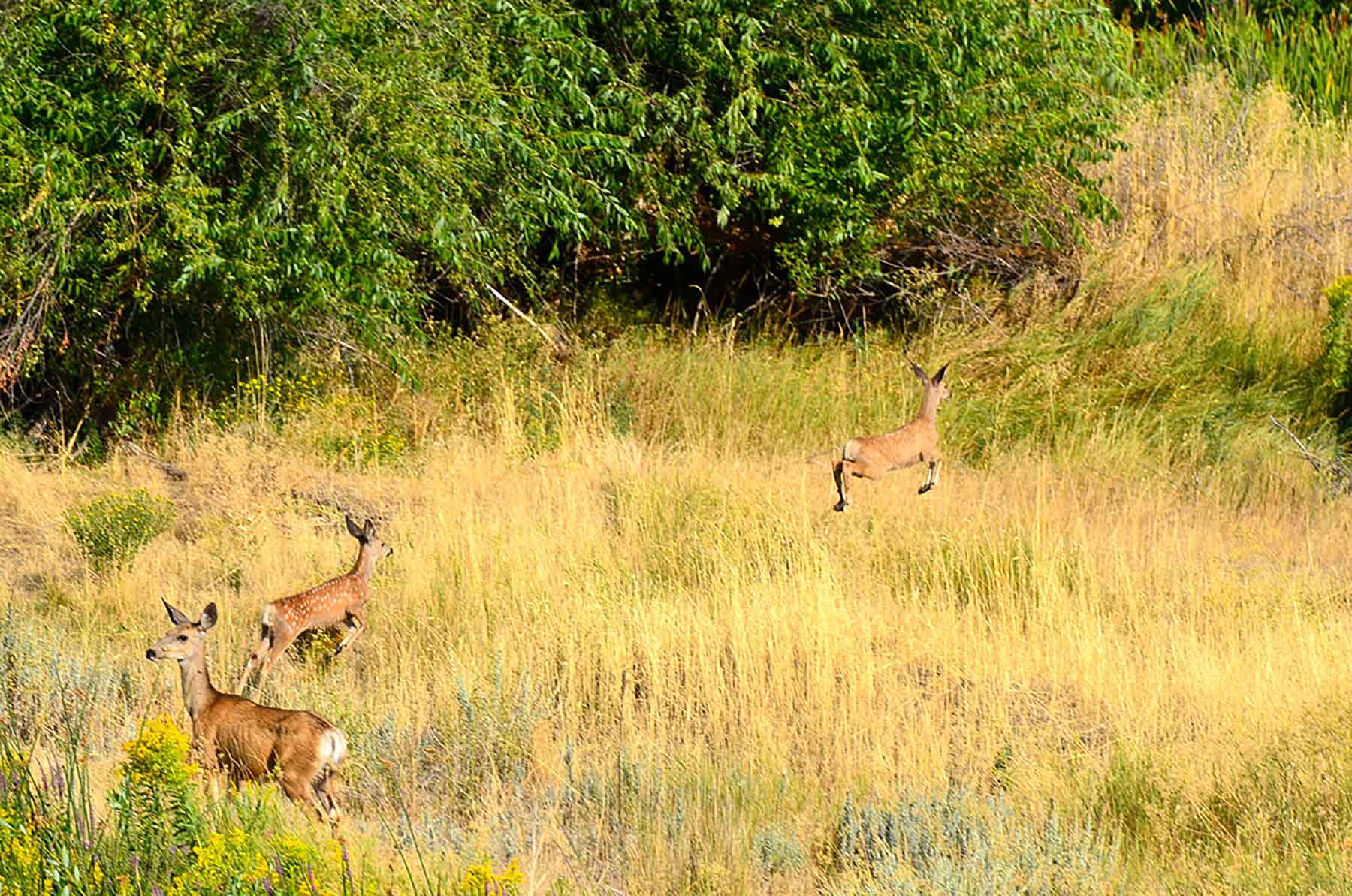 Little Willow Creek Ranch property picture 62 of 86