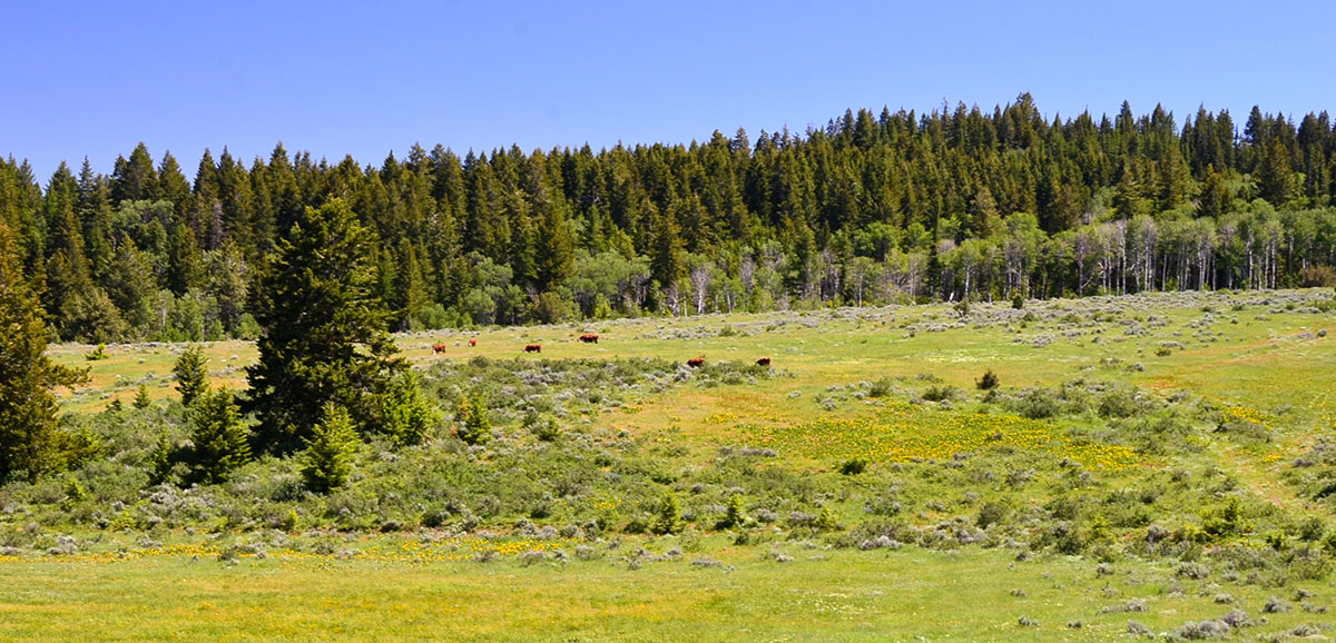 Lookout Mountain Ranch property picture 4 of 10