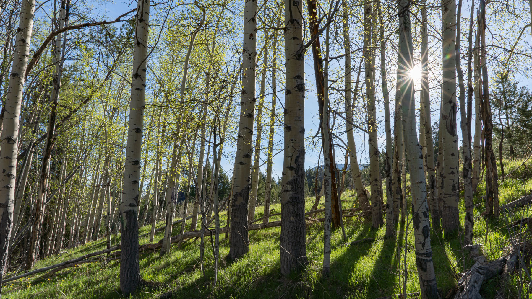 Bear Mountain Ranch property picture 16 of 22