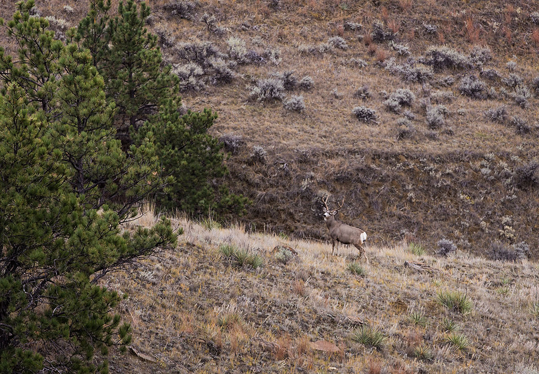 Birch Creek Ranch property picture 9 of 25
